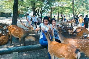 鹿鹿娱乐吃瓜,揭秘娱乐圈最新吃瓜事件，带你领略明星幕后故事